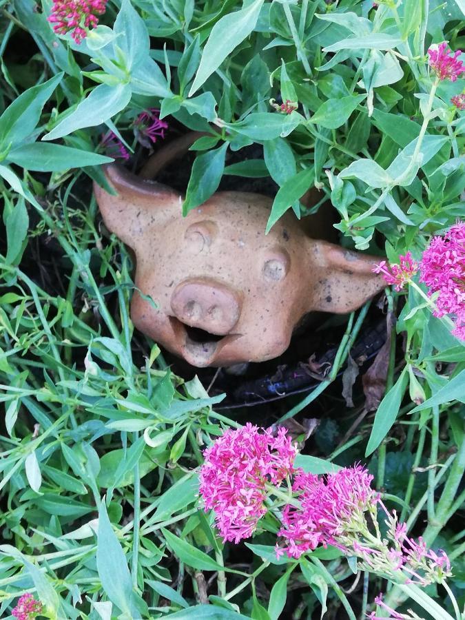 شقة Au Cochon Qui Rit Flines-Les-Mortagne المظهر الخارجي الصورة